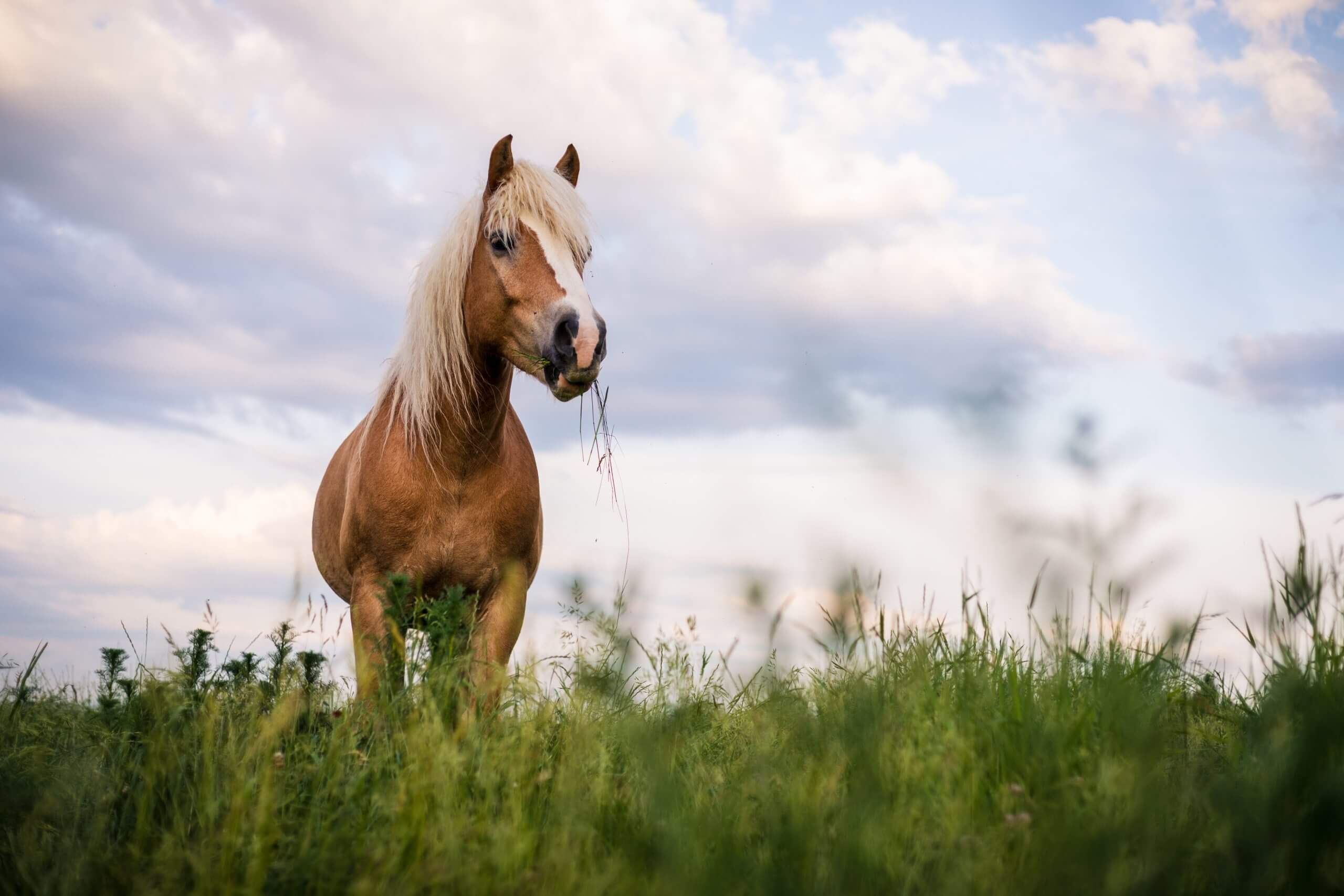 Un cheval mange de l'herbe, illustrant l'importance des fibres pour sa santé digestive.