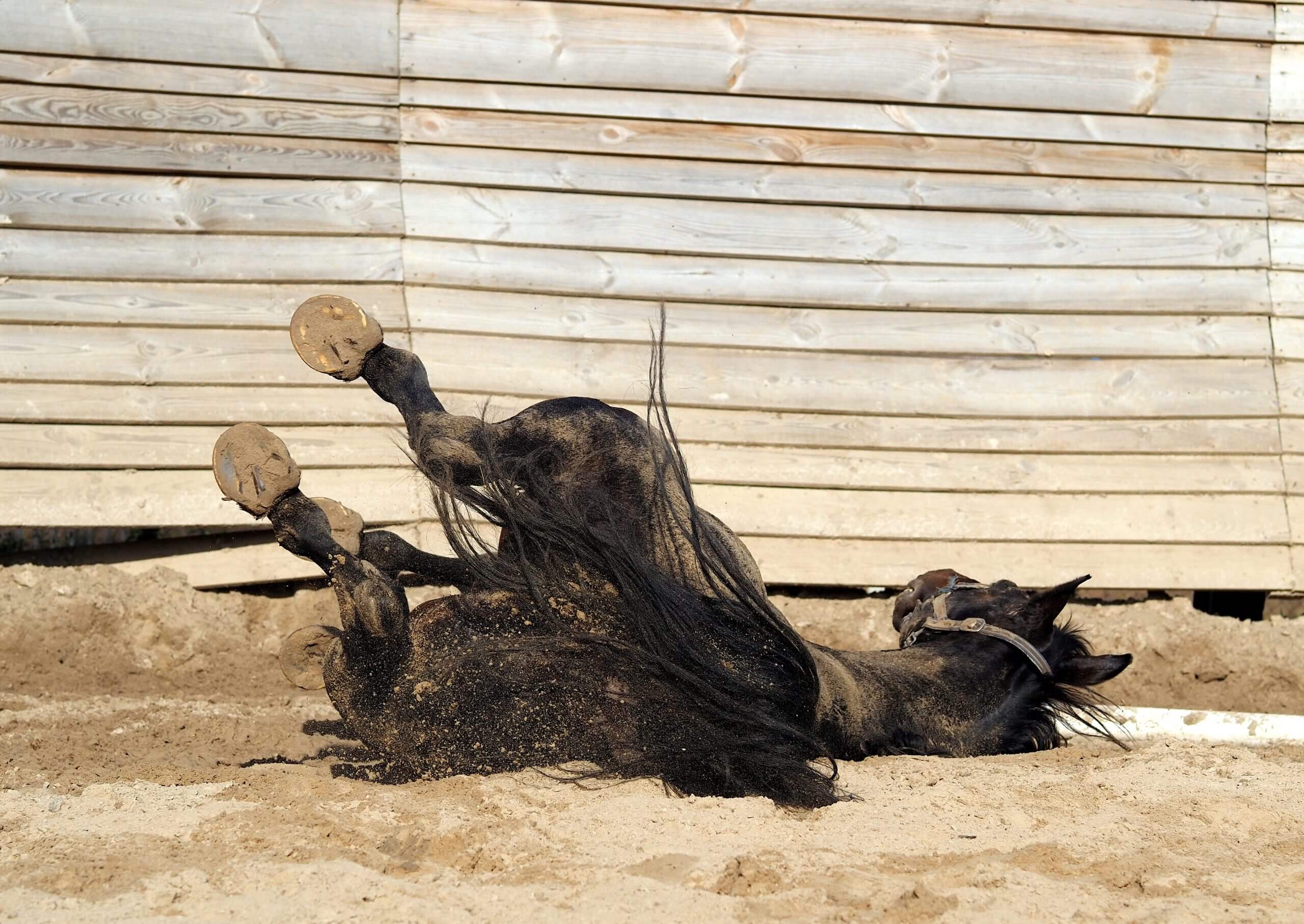 Un cheval qui se roule, peut-être en colique, soulignant l'importance d'une gestion parasitaire adaptée.