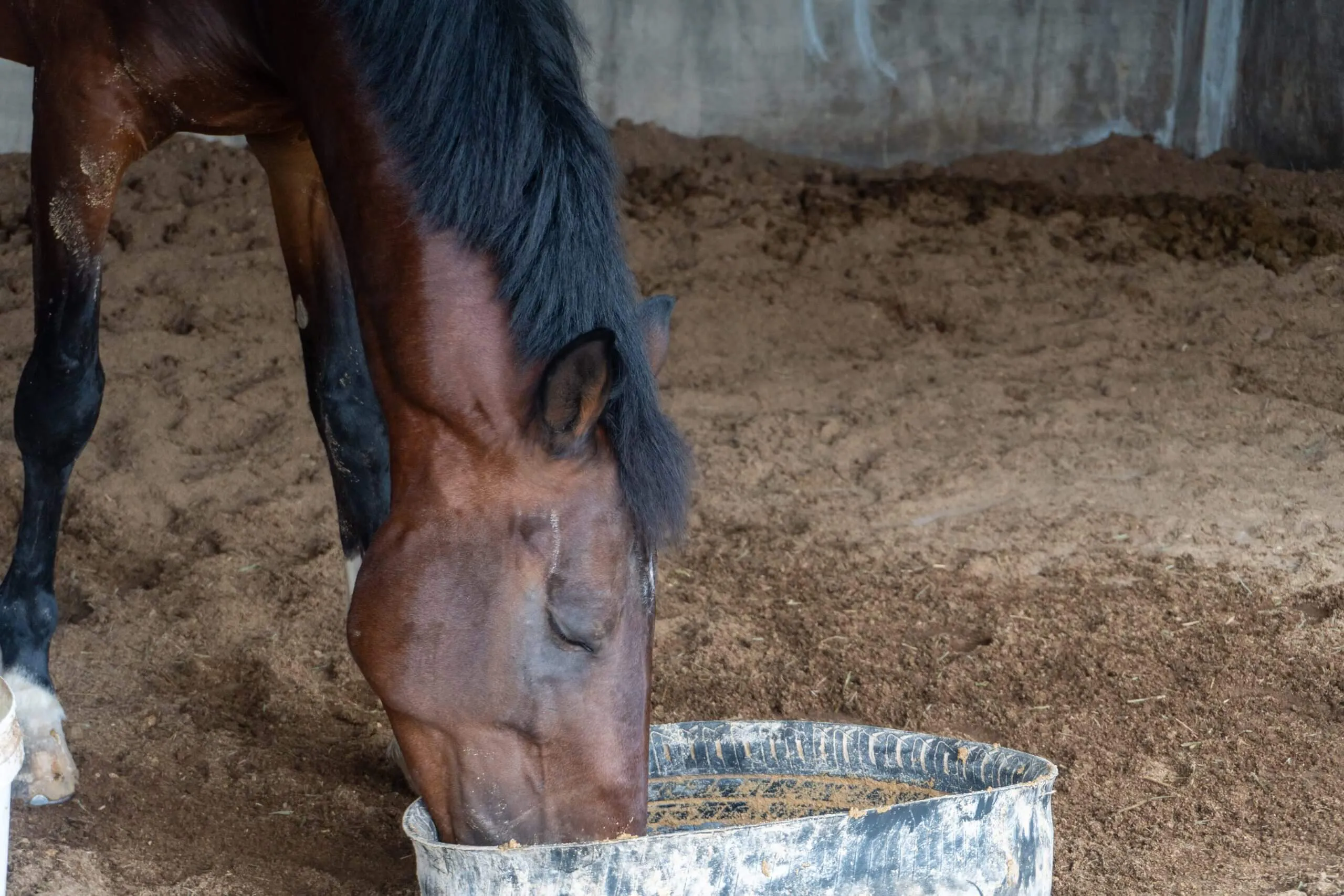 Un cheval mange un aliment naturel et vertueux, illustrant le lien entre nutrition et gestion du parasitisme.