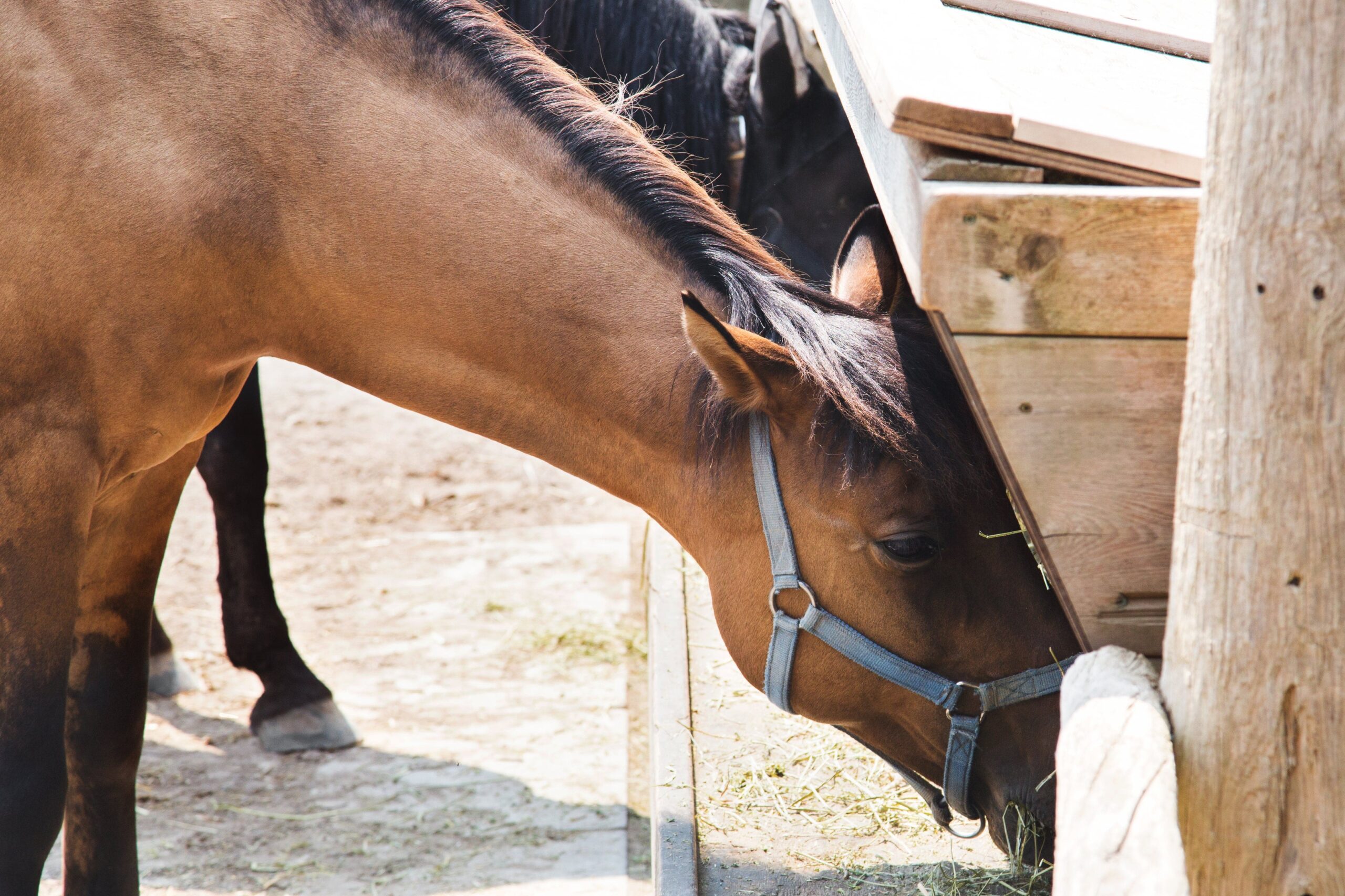 Cheval bien nourri recevant du foin, illustrant une alimentation adaptée à ses besoins physiologiques avec un apport constant en fibres.