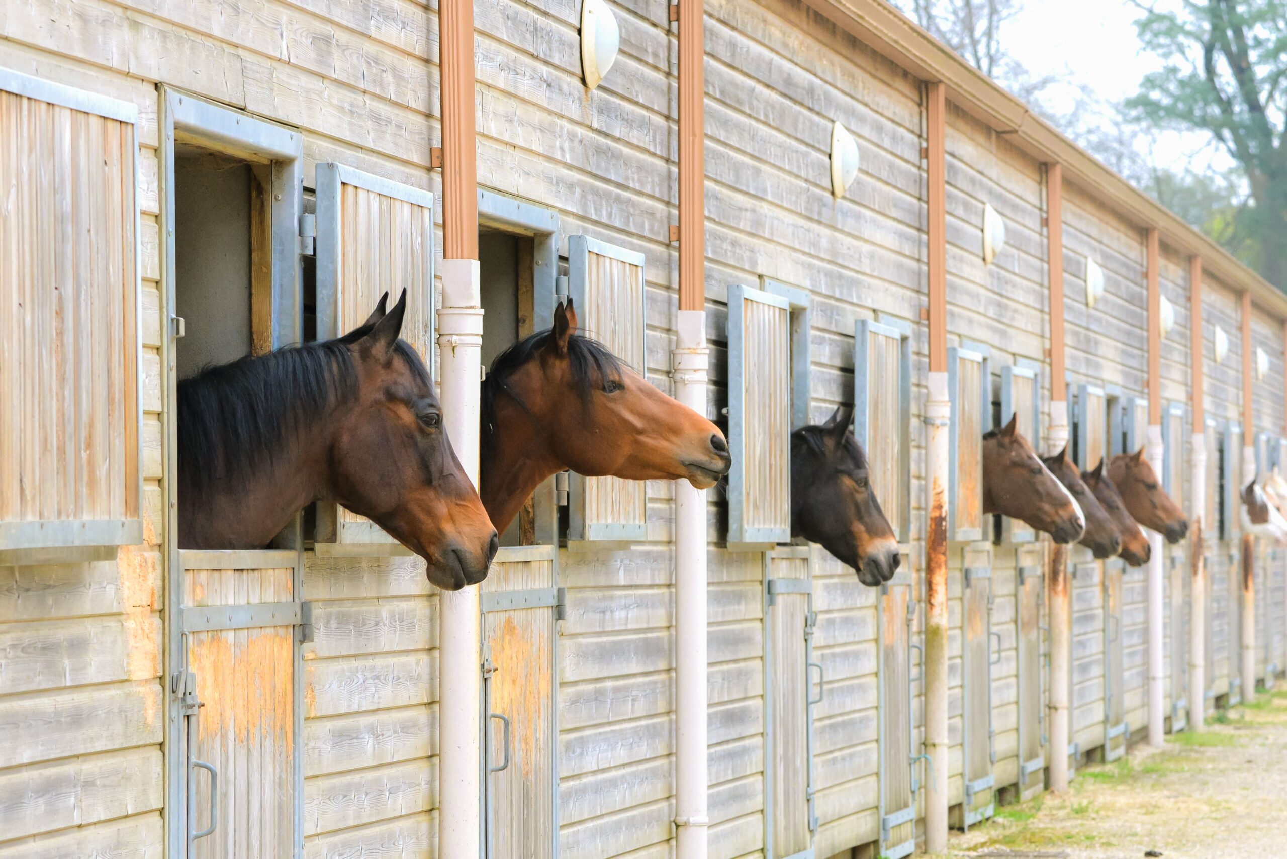 Chevaux en box sans fourrage, illustrant les effets néfastes du jeûne sur la santé digestive, le comportement et le bien-être des équidés.
