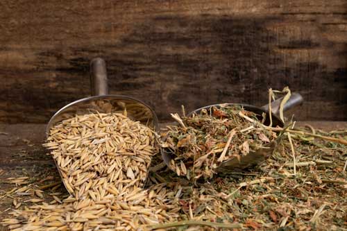 Impact de l'amidon sur la digestion et la santé du cheval