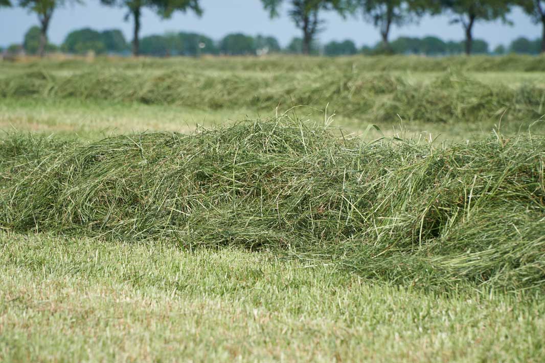 Analyse de fourrage : optimiser l’alimentation des chevaux et assurer un équilibre nutritionnel adapté