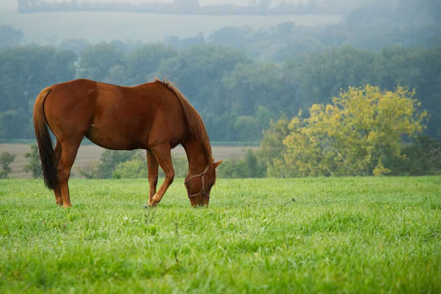 Intérêt des fibres pour l’alimentation du cheval
