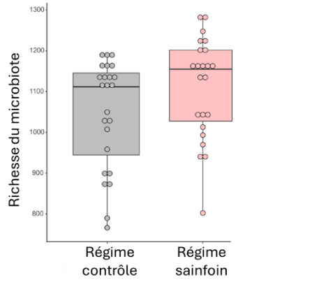 Graphique montrant l’amélioration de la santé digestive du cheval grâce au sainfoin Equifolia®, avec une augmentation de la richesse bactérienne et la préservation de bactéries bénéfiques du microbiote intestinal (Laroche et al., 2024).