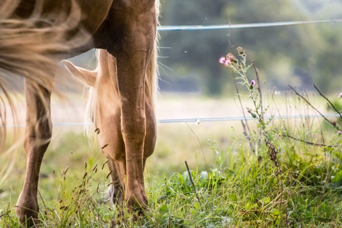 Comment soutenir le microbiote digestif du cheval ?