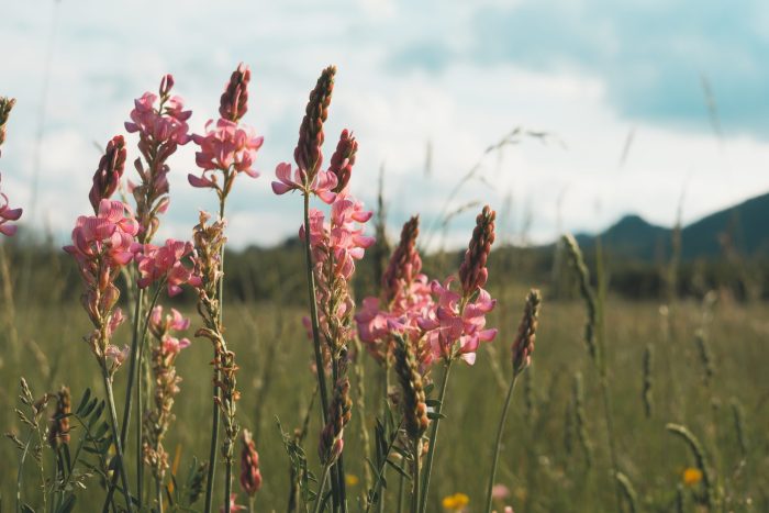 Non, le sainfoin ce n’est pas du foin